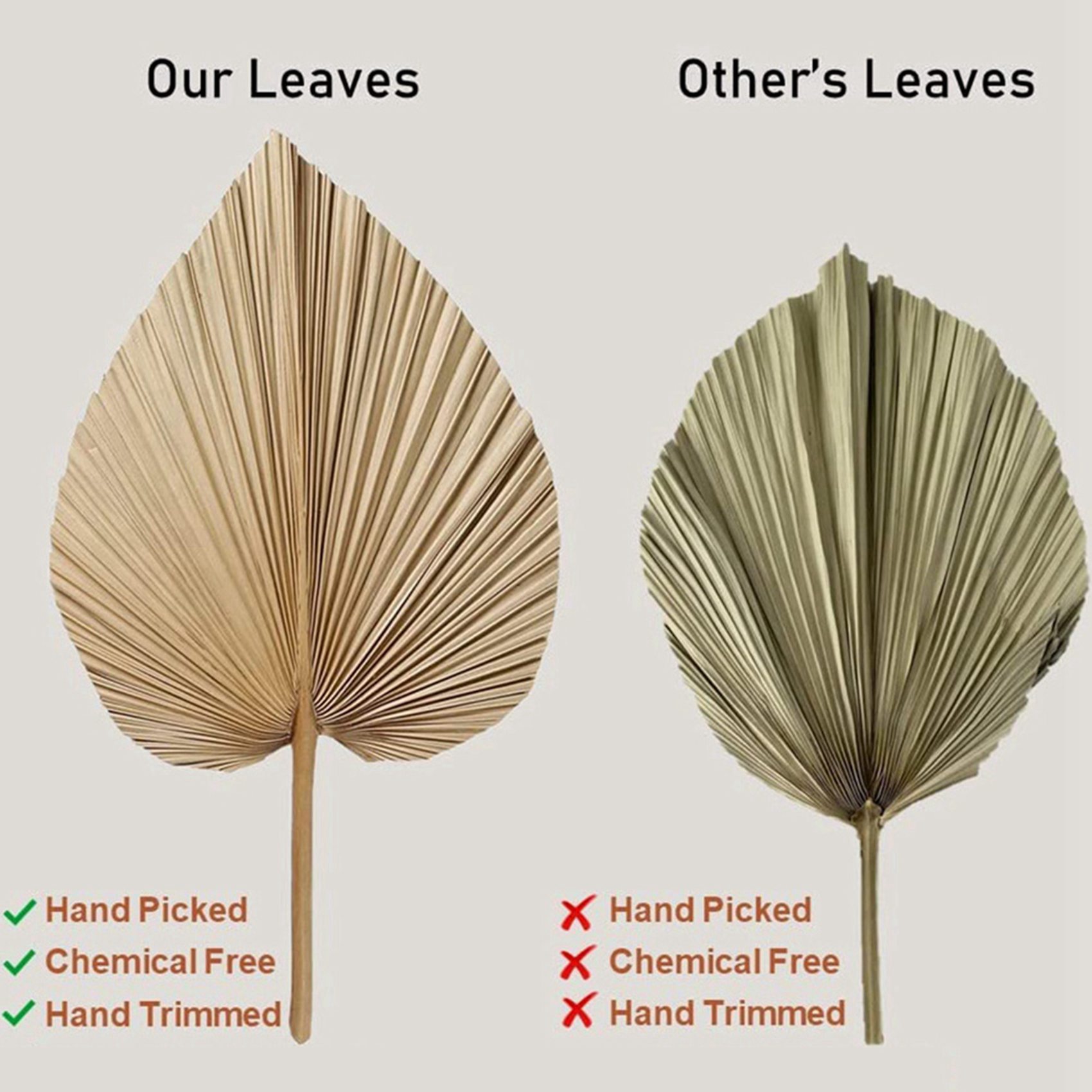 Palm Leaf Dried - 8 Peças de Folhas de Palmeira