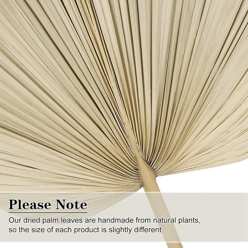 Palm Leaf Dried - Novo 6 pçs folhas de palmeira