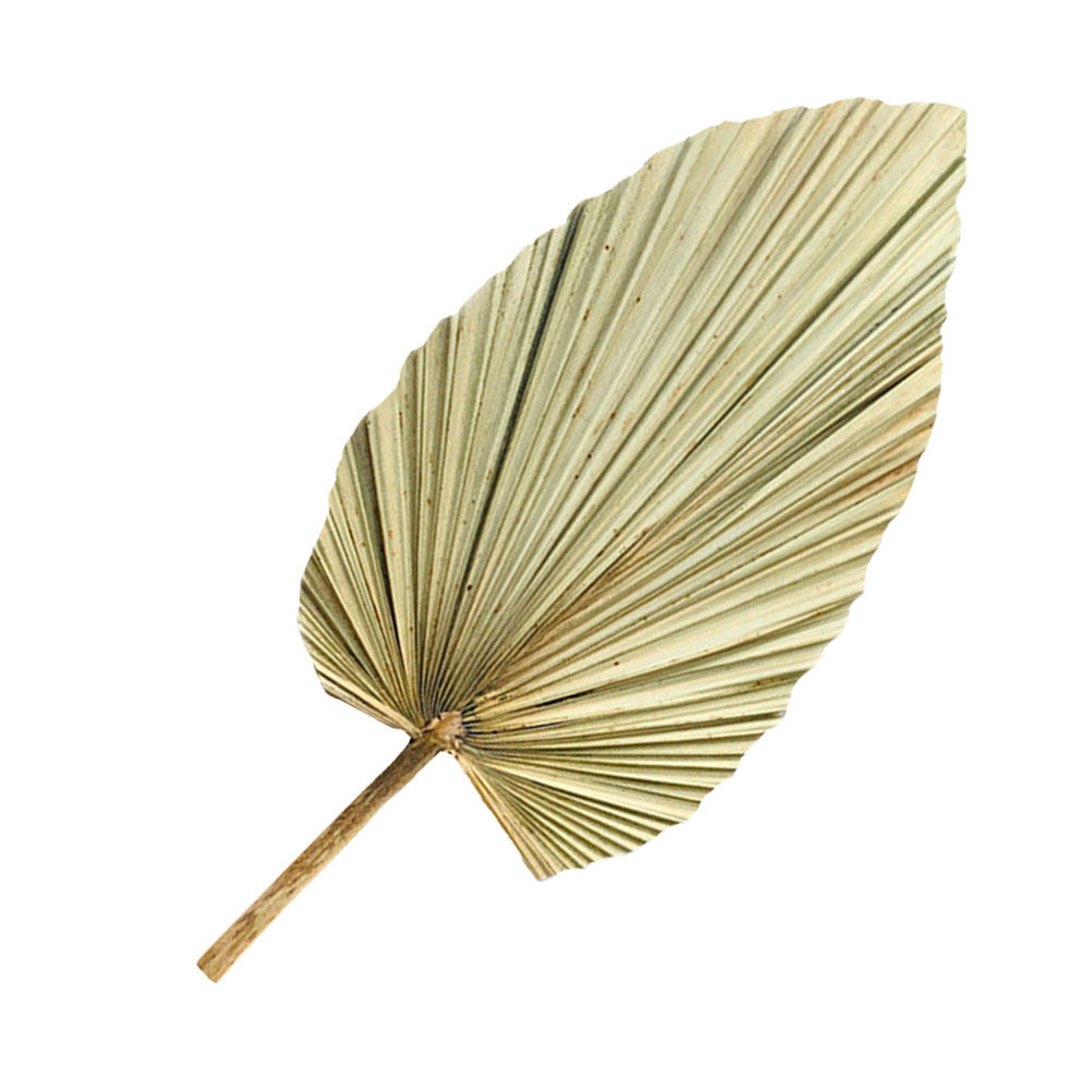 1 Peça de Folha de Palma Seca  - Palm Leaf Dried avaliação e preço