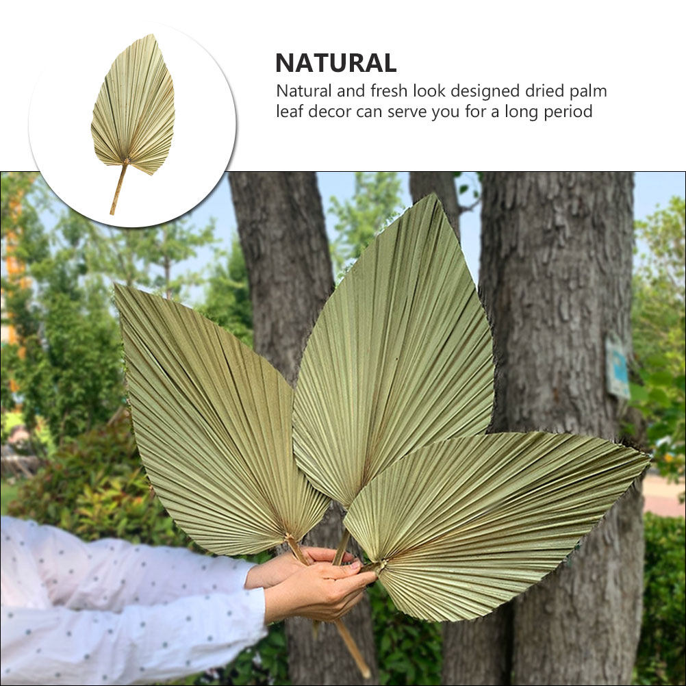 1 Peça de Folha de Palma Seca  - Palm Leaf Dried avaliação e preço