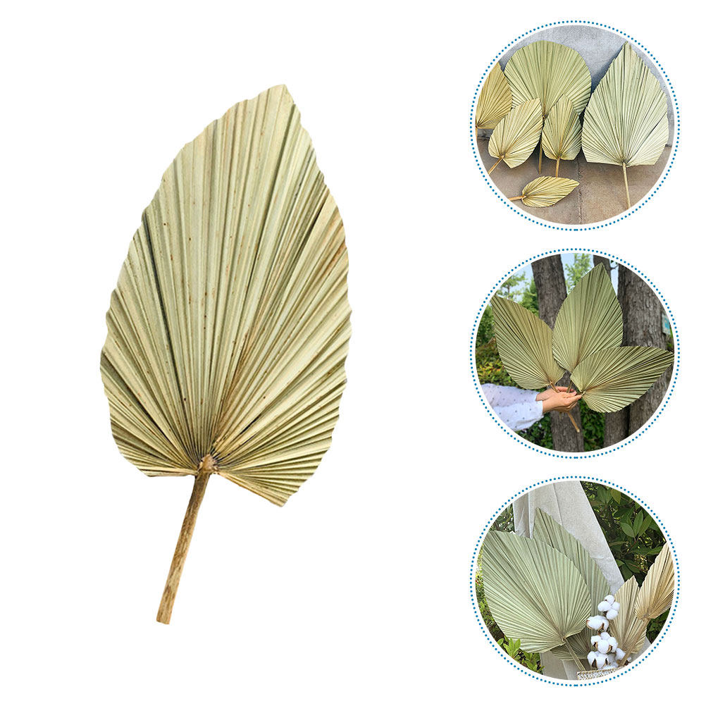 1 Peça de Folha de Palma Seca  - Palm Leaf Dried avaliação e preço