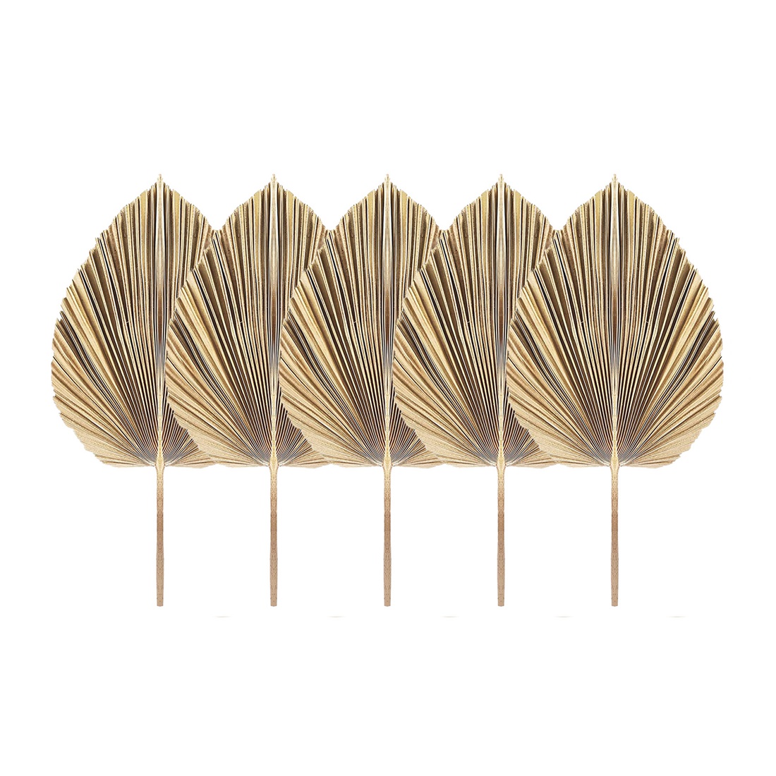 5 pçs folhas de palmeira secas - Palm Leaf Dried avaliação e preço