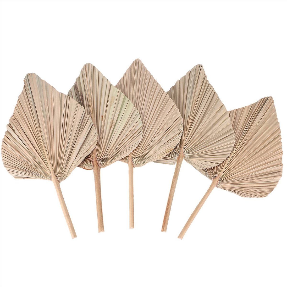 Folhas de Palmeira Secas NOCM  - Palm Leaf Dried avaliação e preço