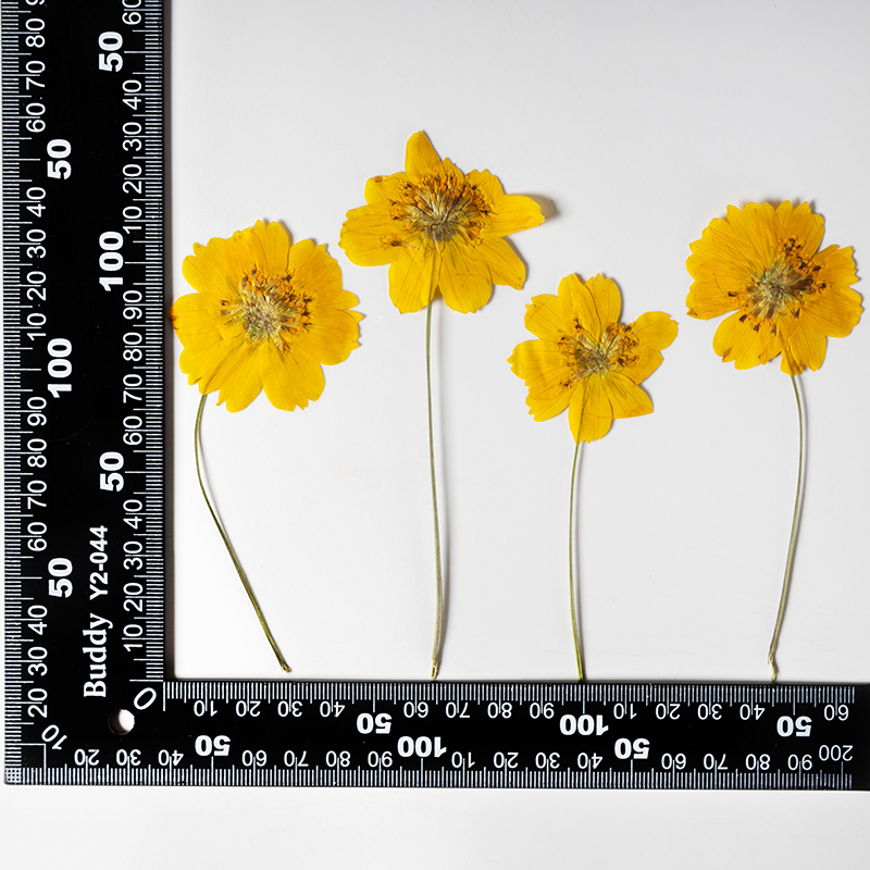 8-10cm/24 peças, Flor Pequena  - Supply For Florist avaliação e preço