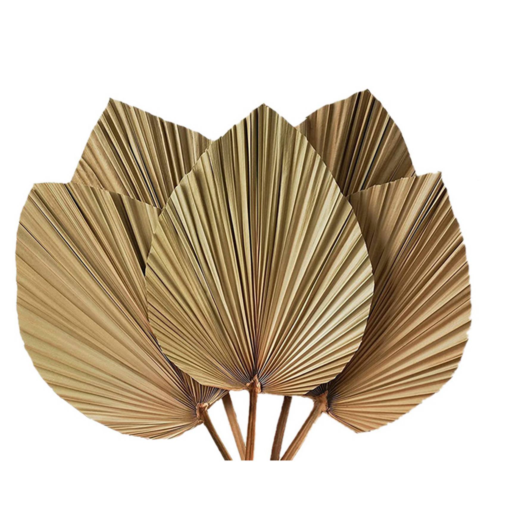 Folhas de Palmeira Secas para  - Palm Leaf Dried avaliação e preço