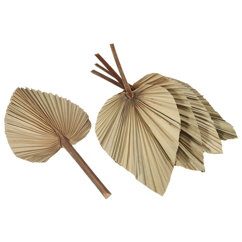 SEWS-5 Peças de Folhas de Palm - Palm Leaf Dried avaliação e preço