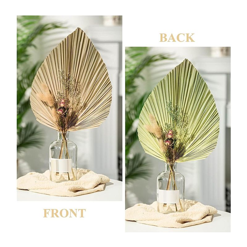 A27F-6 Peças de Folhas de Palm - Palm Leaf Dried avaliação e preço