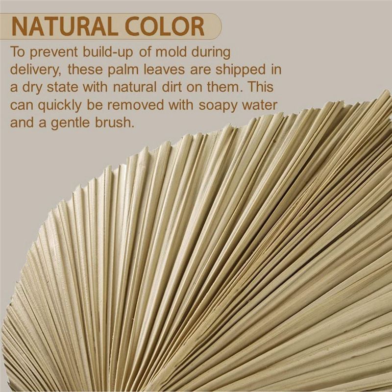Novas Folhas de Palmeira Natur - Palm Leaf Dried avaliação e preço